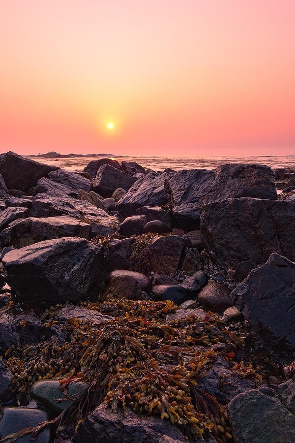 Rocks And Seaweed Sunrise On The NH Seacoast Photograph by Jeff Sinon