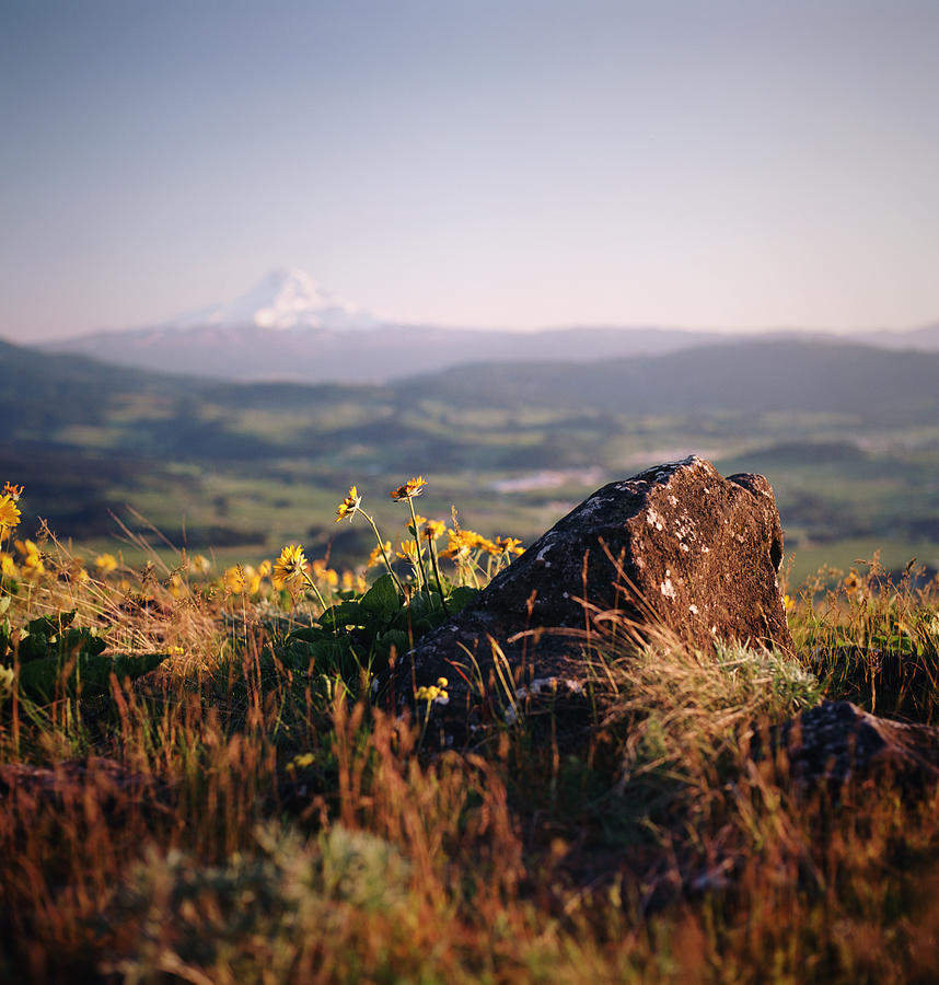 Rocks And Wildflowers Overlooking Mt Photograph by Danielle D. Hughson Rocks And Wildflowers Overlooking Mt Photograph by Danielle D. Hughson