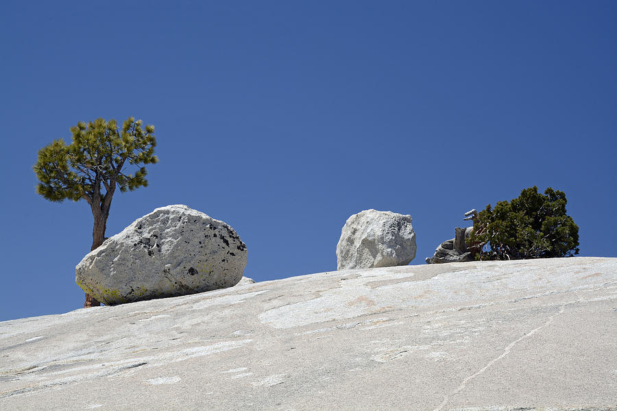 Rocks Between a Shrub and a Tree Photograph by Bruce Gourley