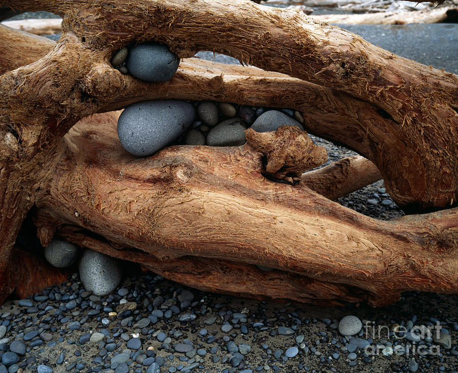 Rocks Caught In Driftwood Photograph by Tracy Knauer