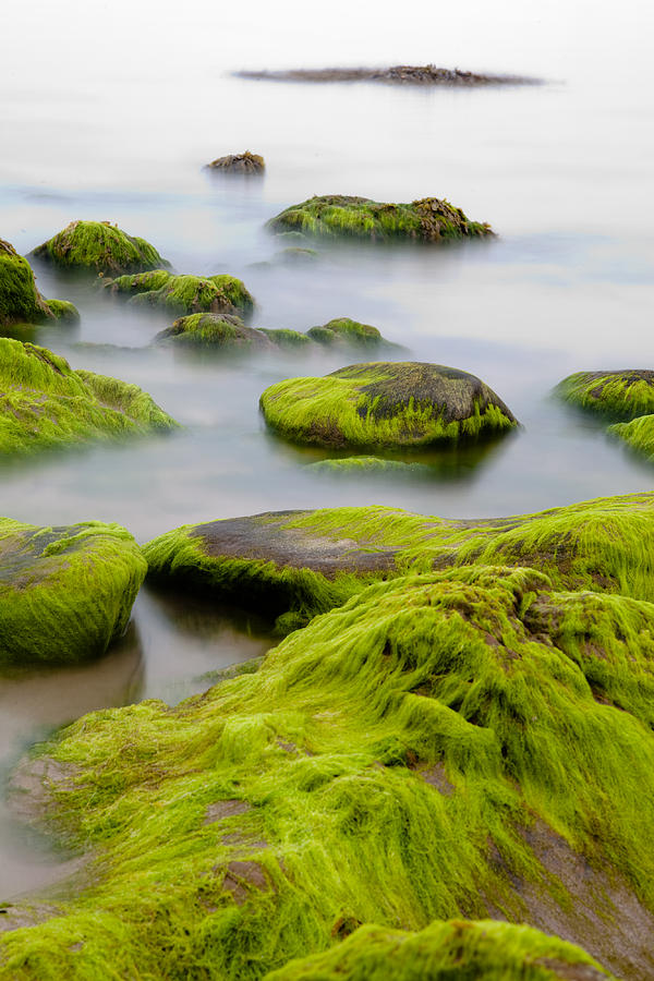 Abstract Photograph - Rocks or boulders covered with green seaweed bading in misty sea  by Dirk Ercken