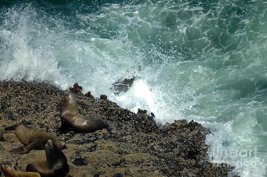Rocks Waves and Sealions Photograph by Cindy Murphy - NightVisions 