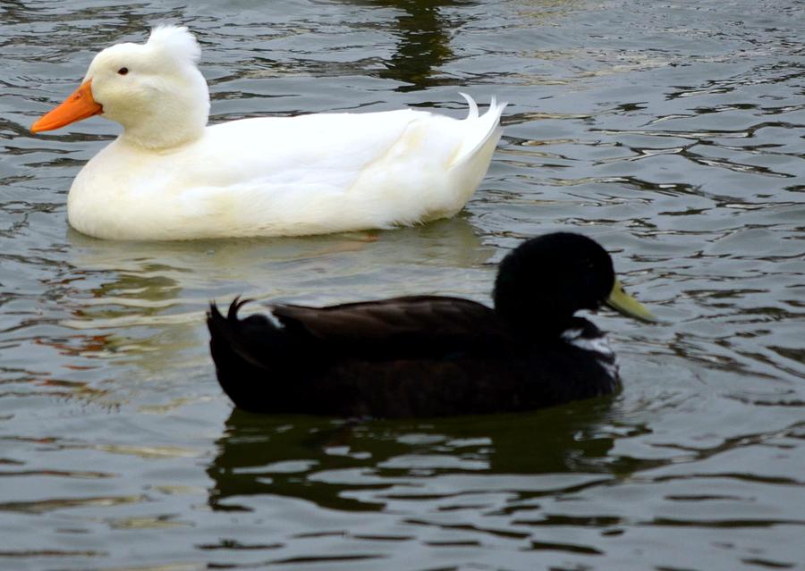 Rockstar Duck Photograph by Russell Stotts - Fine Art America