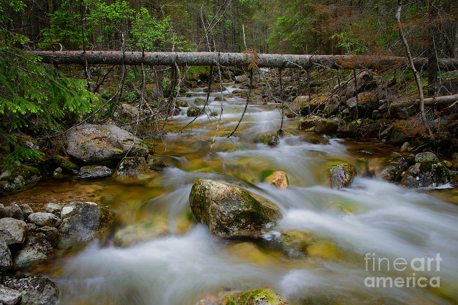 Tree Photograph - Rocky forest creek with motion blurred water by IPics Photography