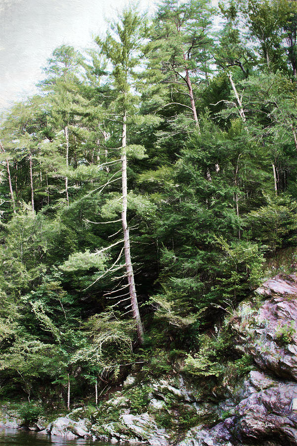 Mountain - Landscape - Trees - Rocky Hillside Photograph by Barry Jones