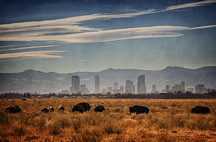 Rocky Mountain Arsenal Bison Photograph by Priscilla Burgers