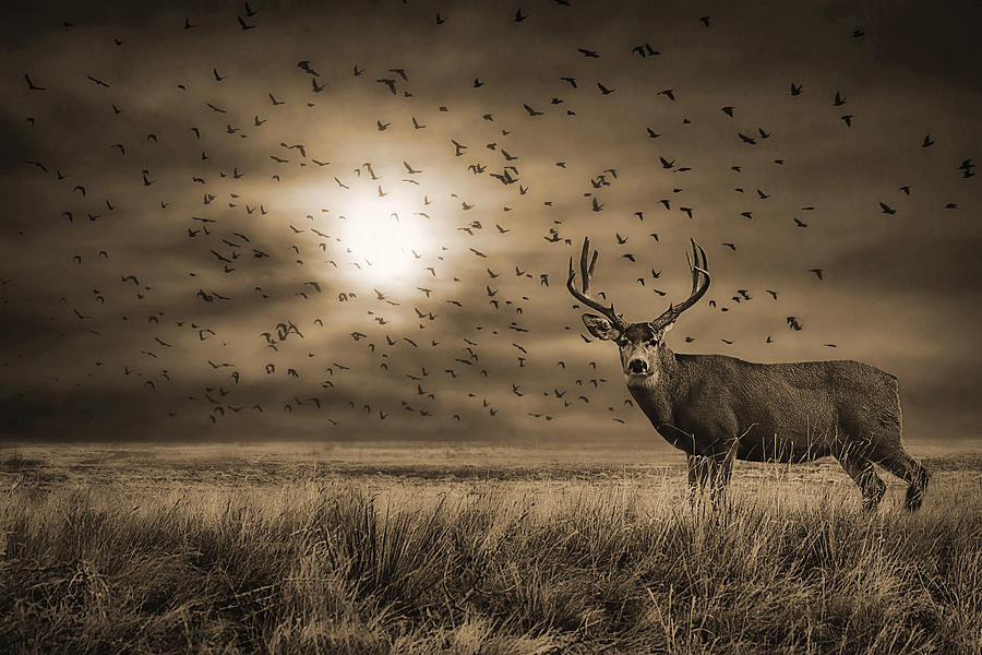 Rocky Mountain Arsenal Buck Deer and Birds Photograph by Priscilla Burgers