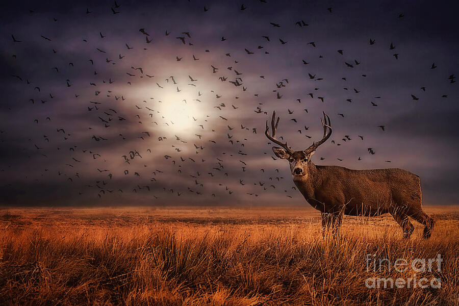 Bird Photograph - Rocky Mountain Arsenal Deer and Birds by Priscilla Burgers