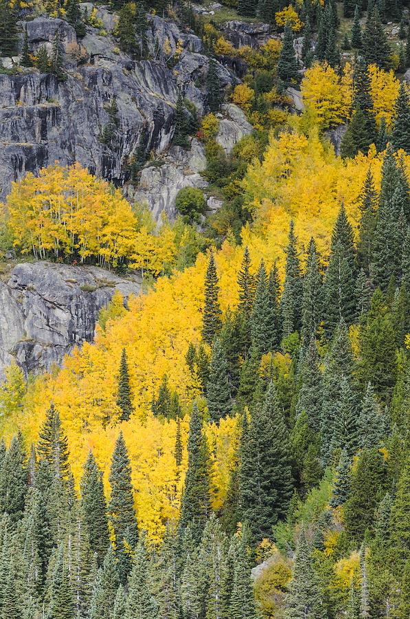 Rocky Mountain Autumn 2 Photograph by David Drew