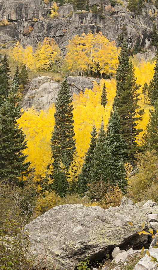 Rocky Mountain Autumn 5 Photograph by David Drew