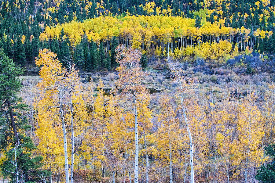 Rocky Mountain Autumn Contrast Photograph by James BO Insogna