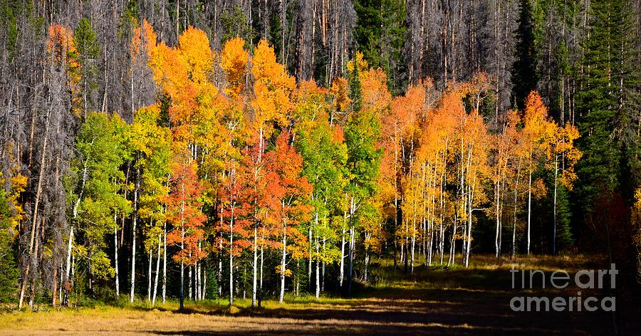 Rocky Mountain Autumn High Photograph by Johanne Peale