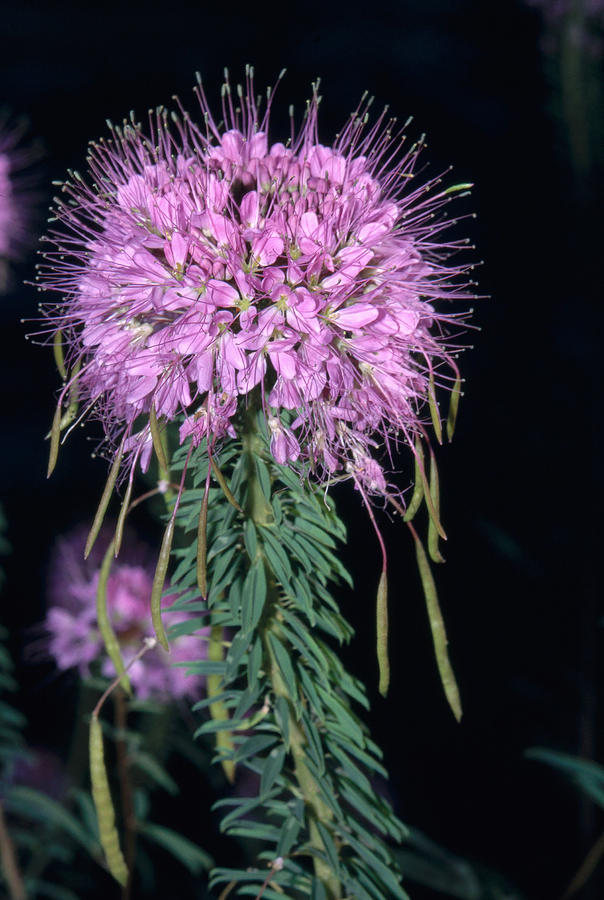 Rocky Mountain Bee Plant Photograph by Robert J. Erwin