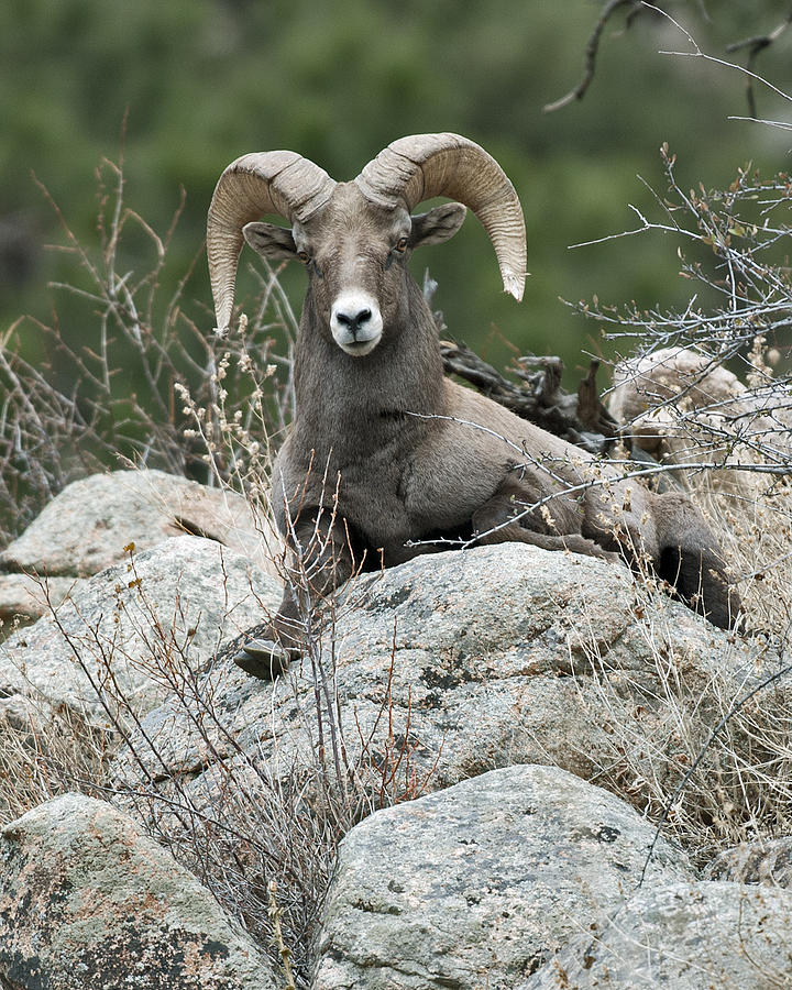 Rocky Mountain Big Horn Photograph by Gary Langley