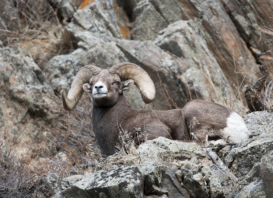 Sheep Photograph - Rocky Mountain Big Horn Ram on watch II by Gary Langley