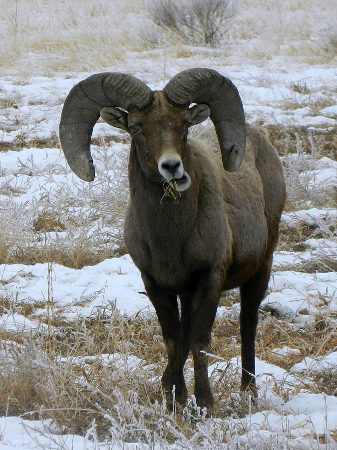 Rocky Mountain Big Horn Sheep 2 Photograph by Michelle Frizzell-Thompson