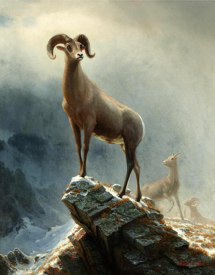 Rocky Mountain. Big Horn Sheep Painting by Albert Bierstadt
