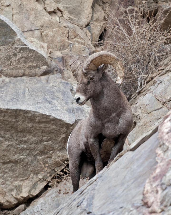 Rocky Mountain Big Horn Sheep Ram Photograph