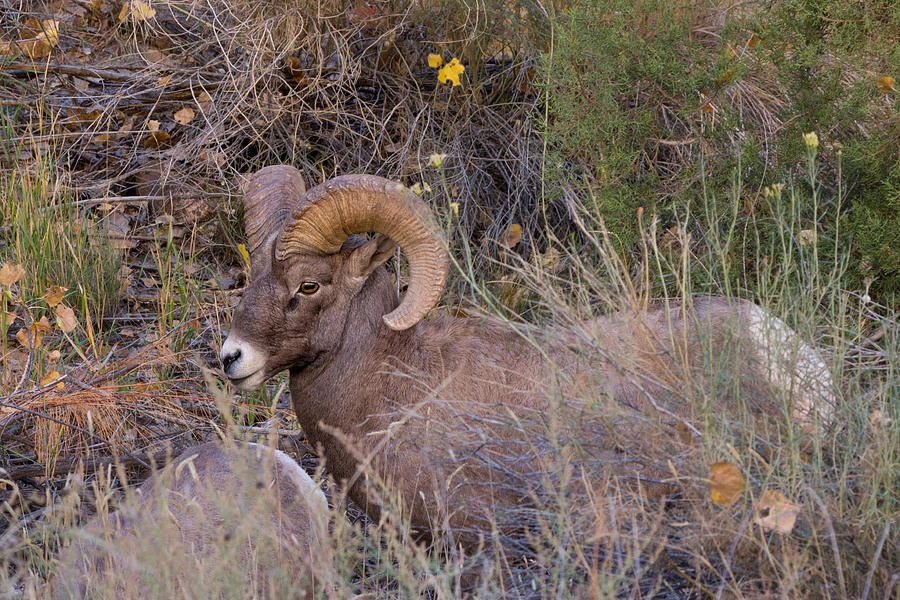 Rocky Mountain Bighorn Ram Photograph by Kathleen Bishop