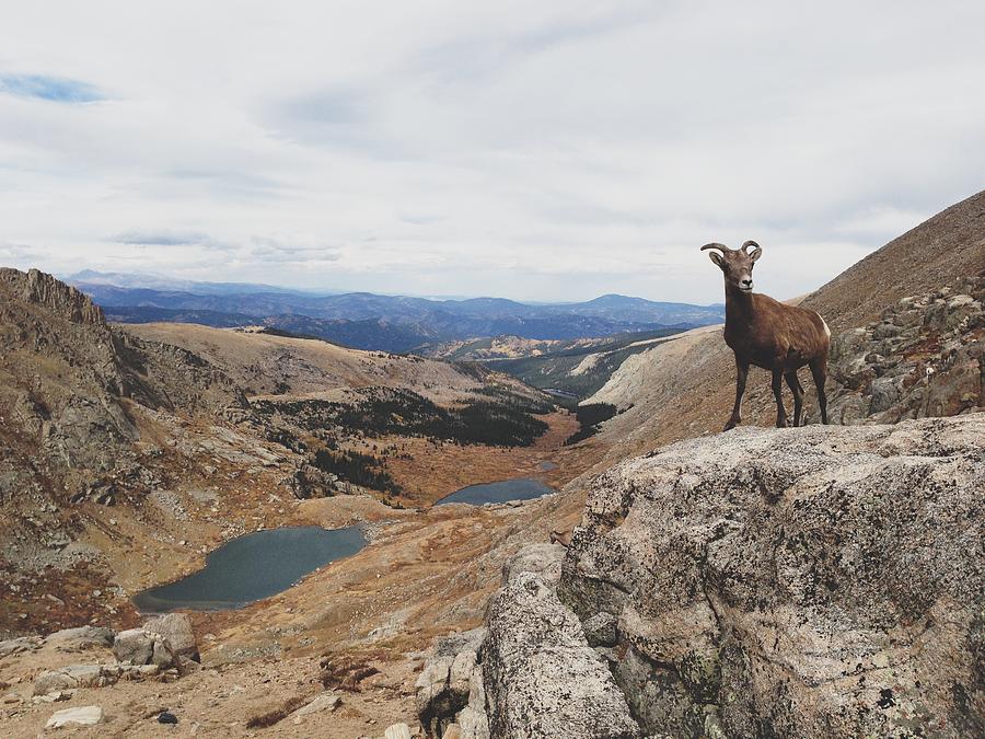 Rocky Mountain Bighorn Sheep Photograph by Kevin Russ