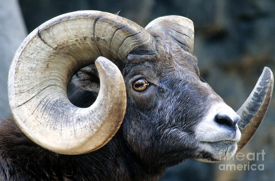 Rocky Mountain Bighorn Sheep Photograph by Mark Newman
