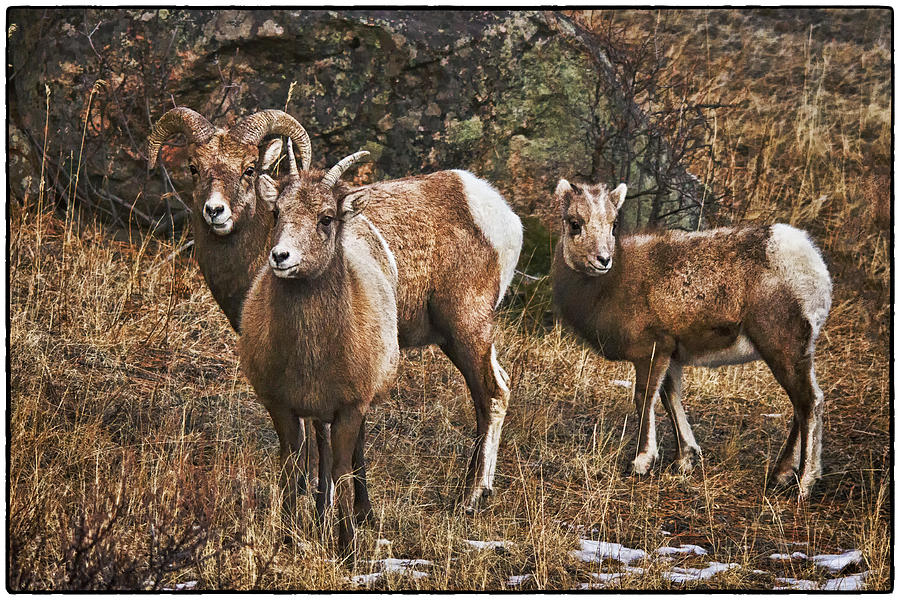 Rocky Mountain National Park Photograph - Rocky Mountain Bighorn Sheep by Priscilla Burgers