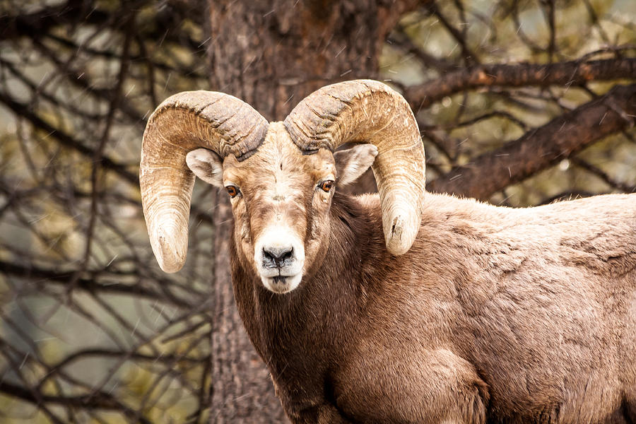Rocky Mountain National Park Photograph - Rocky Mountain Bighorn Sheep by Teri Virbickis