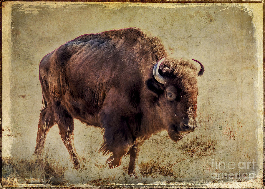 Up Movie Photograph - Rocky Mountain Bison by Janice Pariza