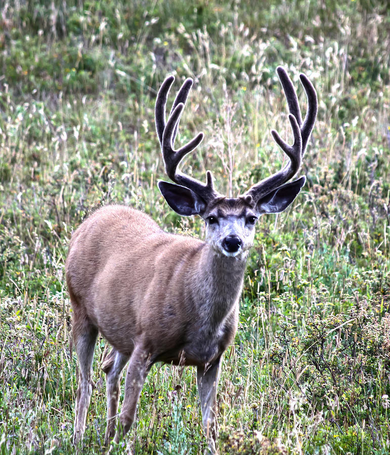 Rocky Mountain Buck Photograph by Shane Bechler