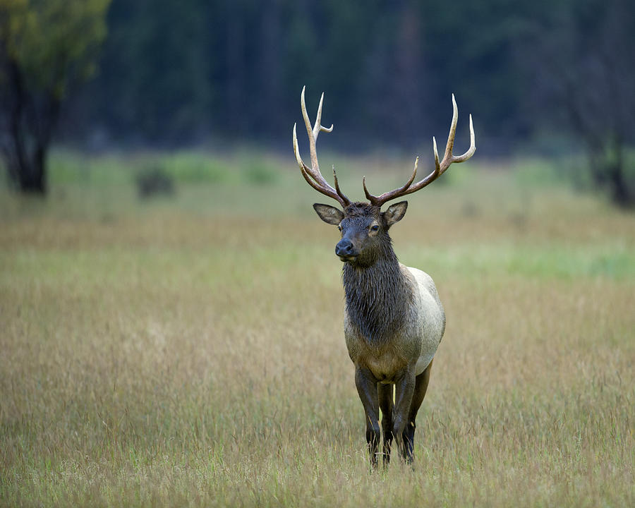 Rocky Mountain Bull Elk 6x6 Photograph by Gary Langley