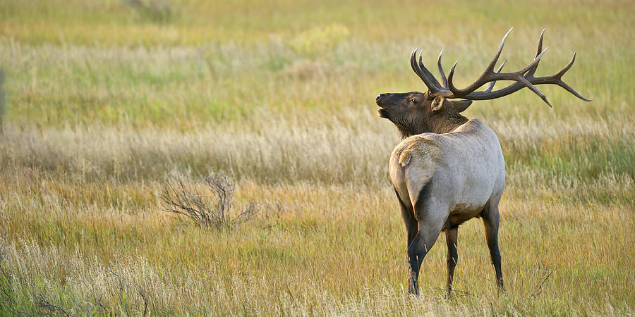Rocky Mountain Bull Elk Bugleing Photograph by Gary Langley