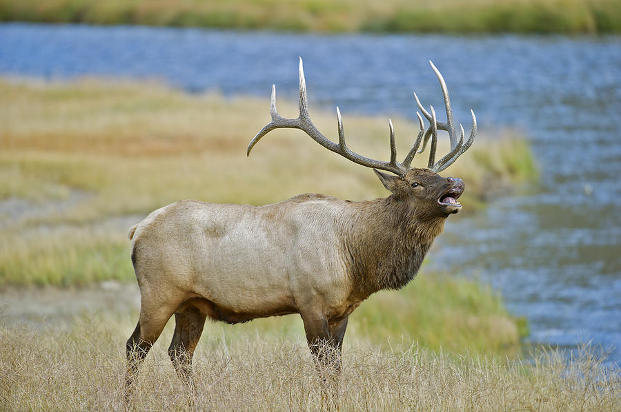 Bull Photograph - Rocky Mountain Bull Elk Bugleing Madison River by Gary Langley