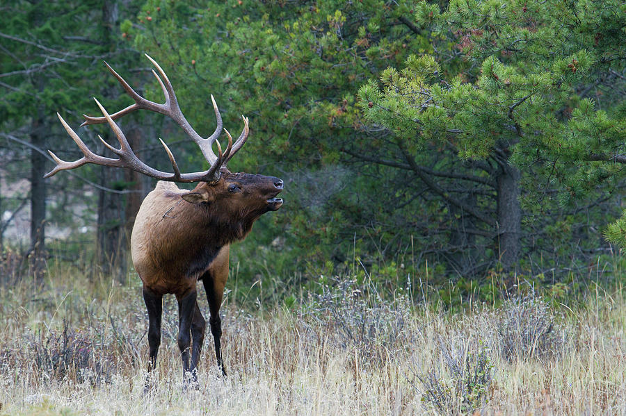 Wildlife Photograph - Rocky Mountain Bull Elk Bugling by Ken Archer