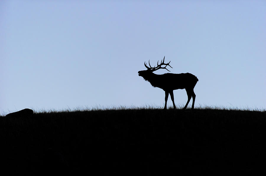 Bull Photograph - Rocky Mountain Bull Elk Bugling Silhouette  by Gary Langley