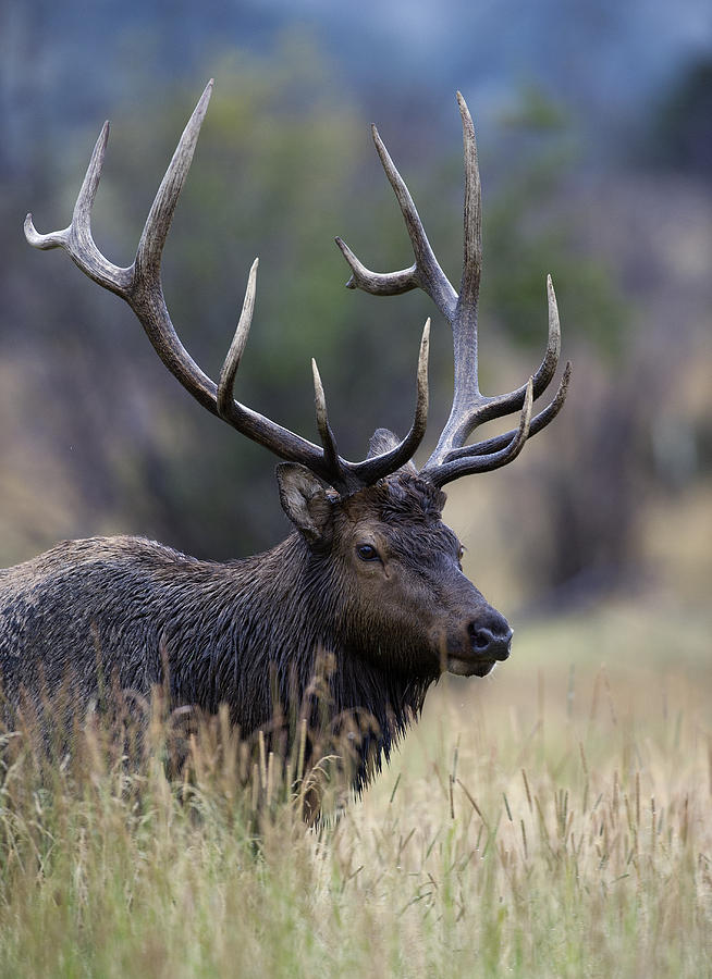 Rocky Mountain Bull Elk closeup Photograph by Gary Langley