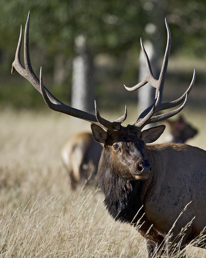 Rocky Mountain Bull Elk llll Photograph by Gary Langley