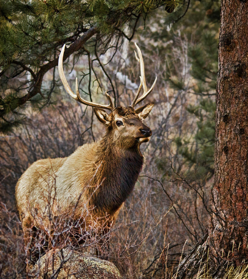 Rocky Mountain Bull Elk Photograph by Priscilla Burgers