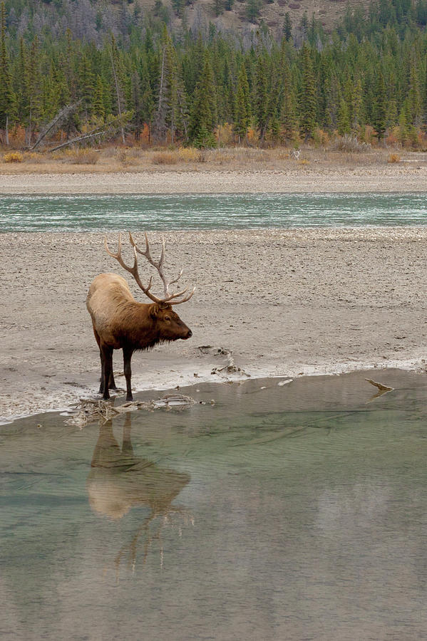 Wildlife Photograph - Rocky Mountain Bull Elk Reflecting by Ken Archer
