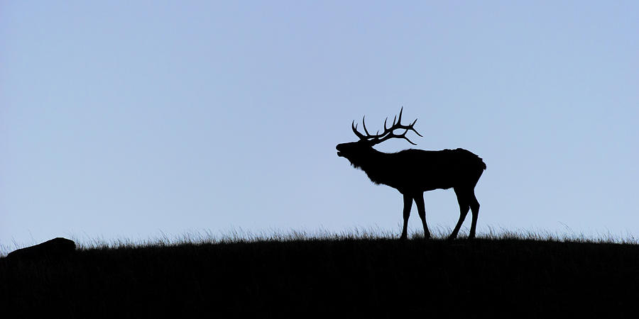 Rocky Mountain Bull elk silhouette Photograph by Gary Langley
