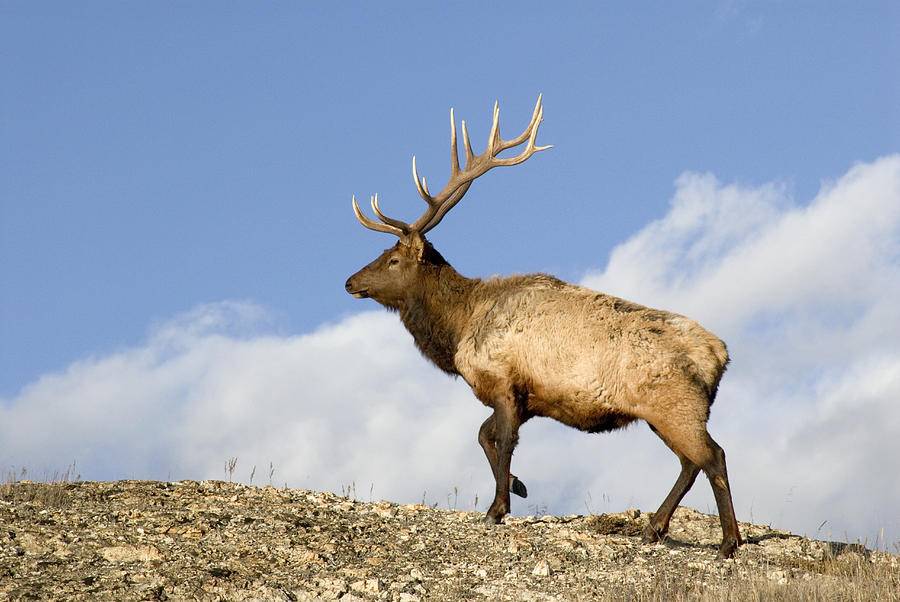 Rocky Mountain Bull Elk Photograph by Thomas And Pat Leeson