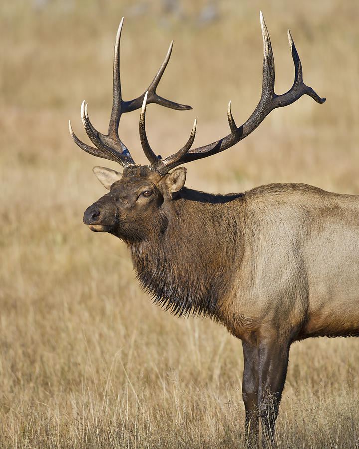 Rocky Mountain Bull elk up close Photograph by Gary Langley