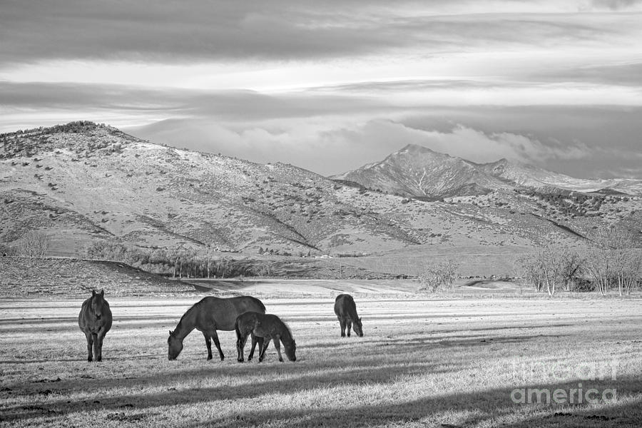 Rocky Mountain Colorado Country Morning BW Photograph by James BO Insogna