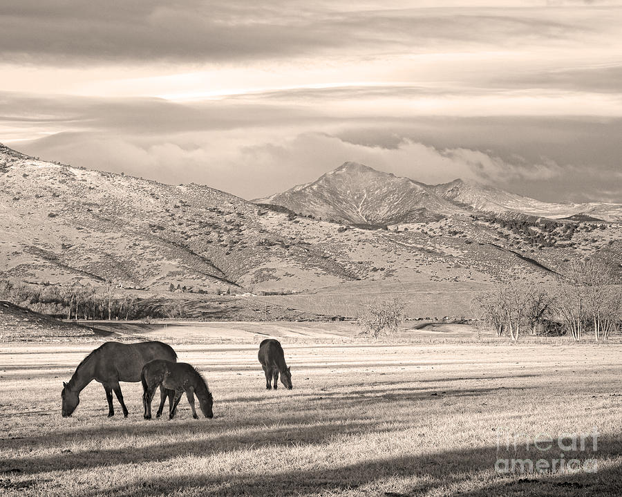 Rocky Mountain Colorado Longs Peak  Country Morning Sepia Photograph by James BO Insogna