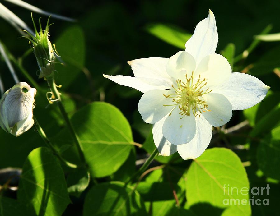 Rocky Mountain Columbine Photograph by Roxie Crouch