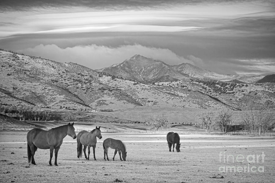 Rocky Mountain Country Morning BW Photograph by James BO Insogna