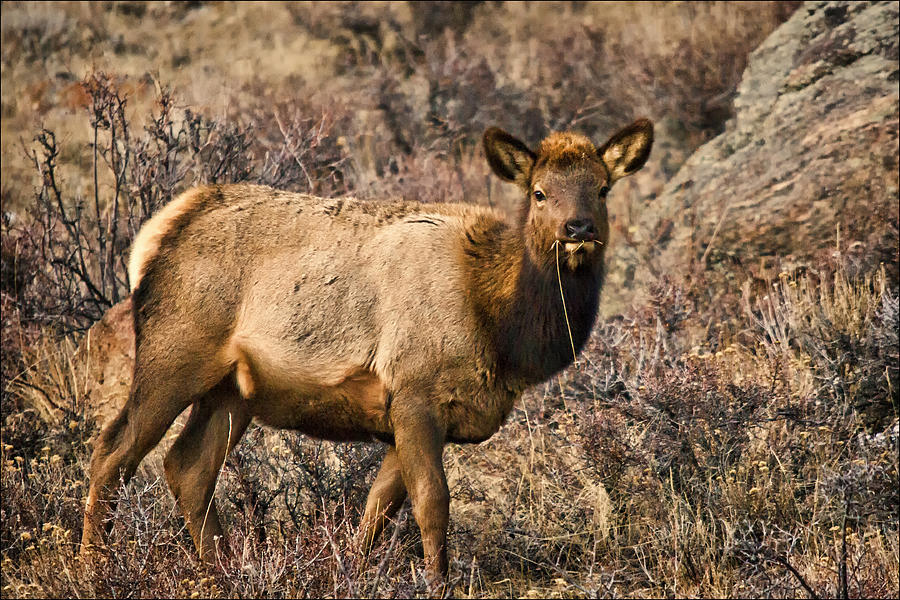 Rocky Mountain Cow Elk Photograph by Priscilla Burgers