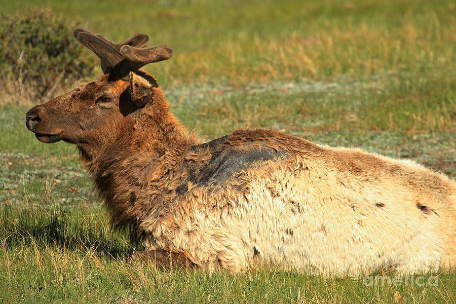 Rocky Mountain National Park Photograph - Rocky Mountain Elk At Rest by Adam Jewell