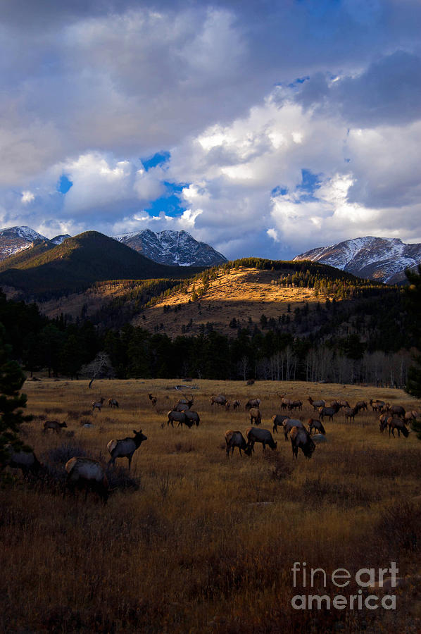 Rocky Mountain Elk Photograph by Barbara Schultheis