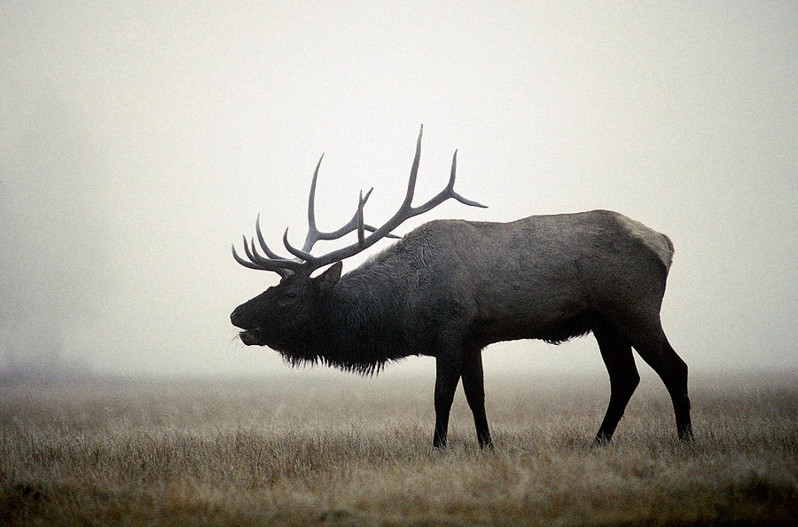 Rocky Mountain Elk Bugling Photograph by Phil A. Dotson