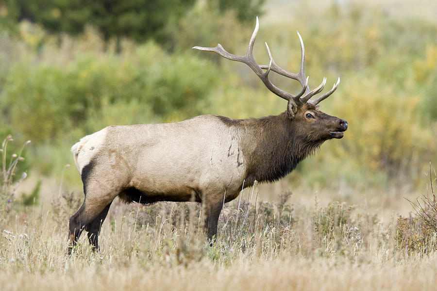Rocky Mountain Elk Bull Photograph by Craig K. Lorenz